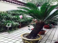 其它圖