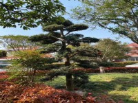 其它圖